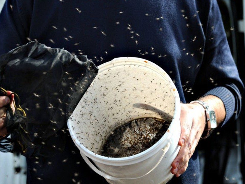 Mãos segurando o recipiente de soltura ao lado do veículo, com machos estéreis saindo em voo