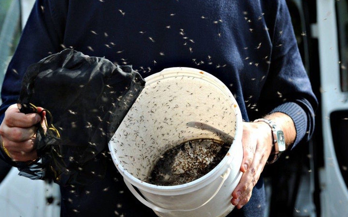Mãos segurando o recipiente de soltura ao lado do
        veículo, com machos estéreis saindo em voo